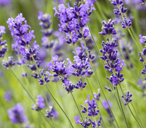 Werkmeister: Kryotherm natur Aromakissen ca. 20x30 cm - Vital Sanitätshaus